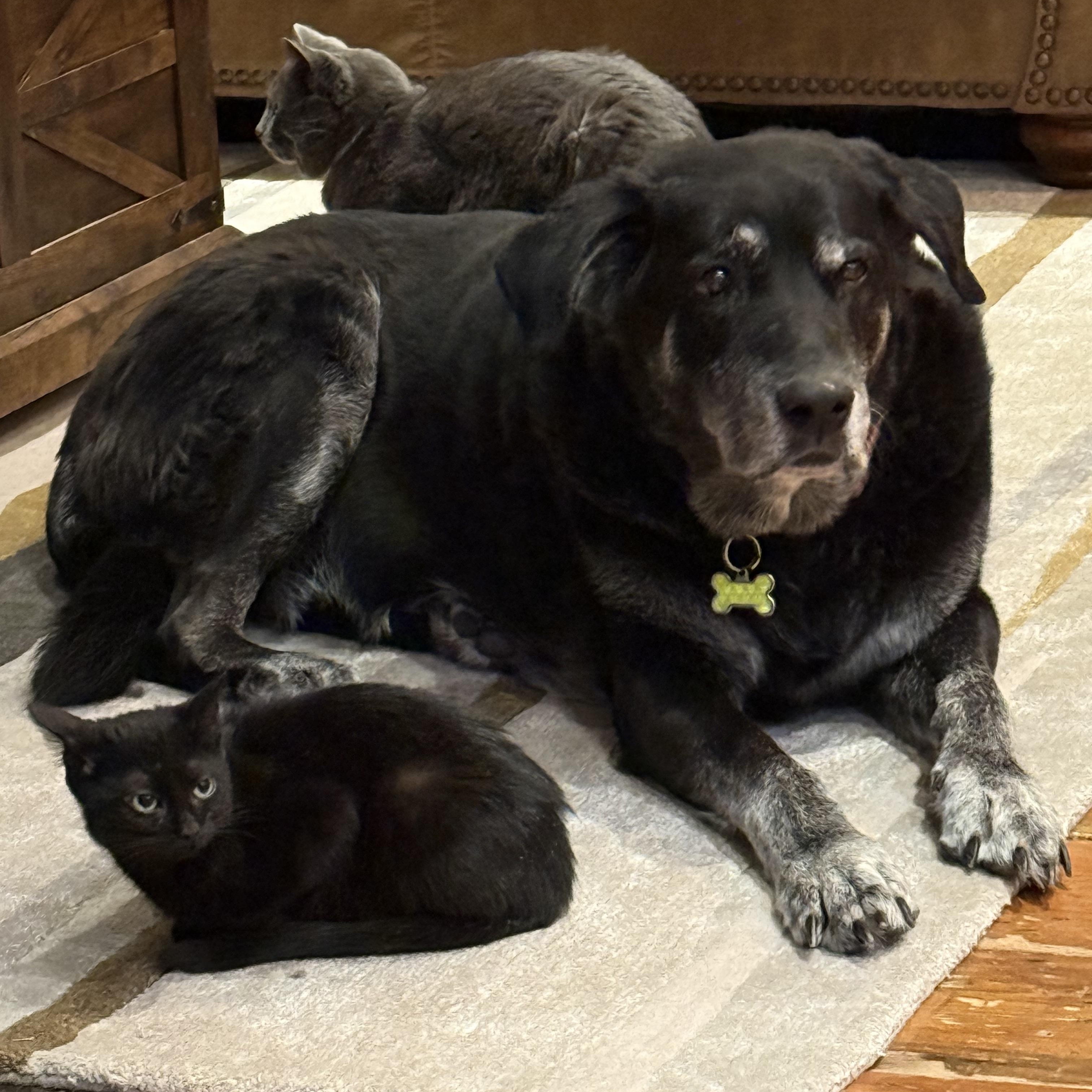 Enlarge Willie, a ADOPTABLE Domestic Short Hair in Brantford, ON image 5/6