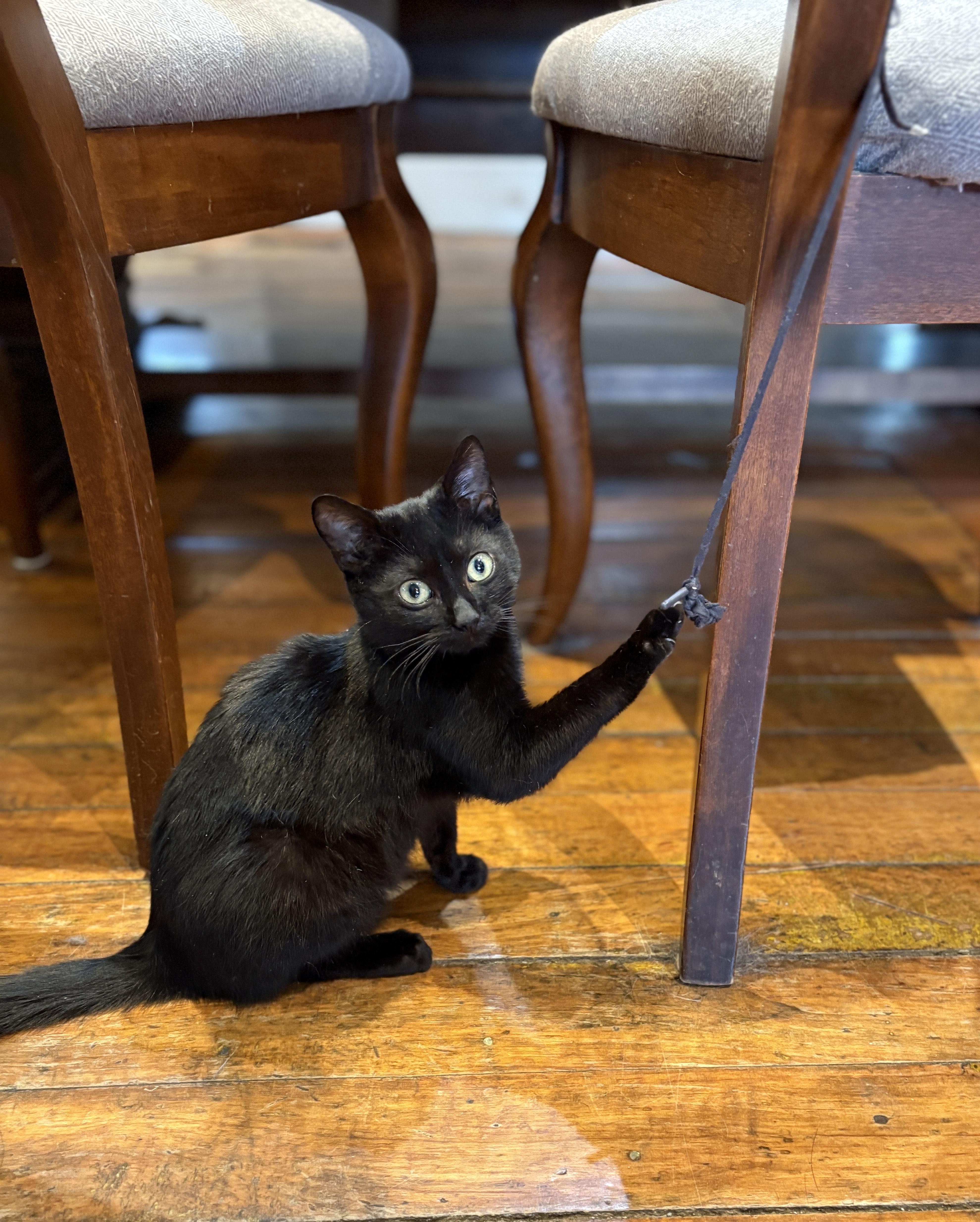 Enlarge Willie, a ADOPTABLE Domestic Short Hair in Brantford, ON image 1/6