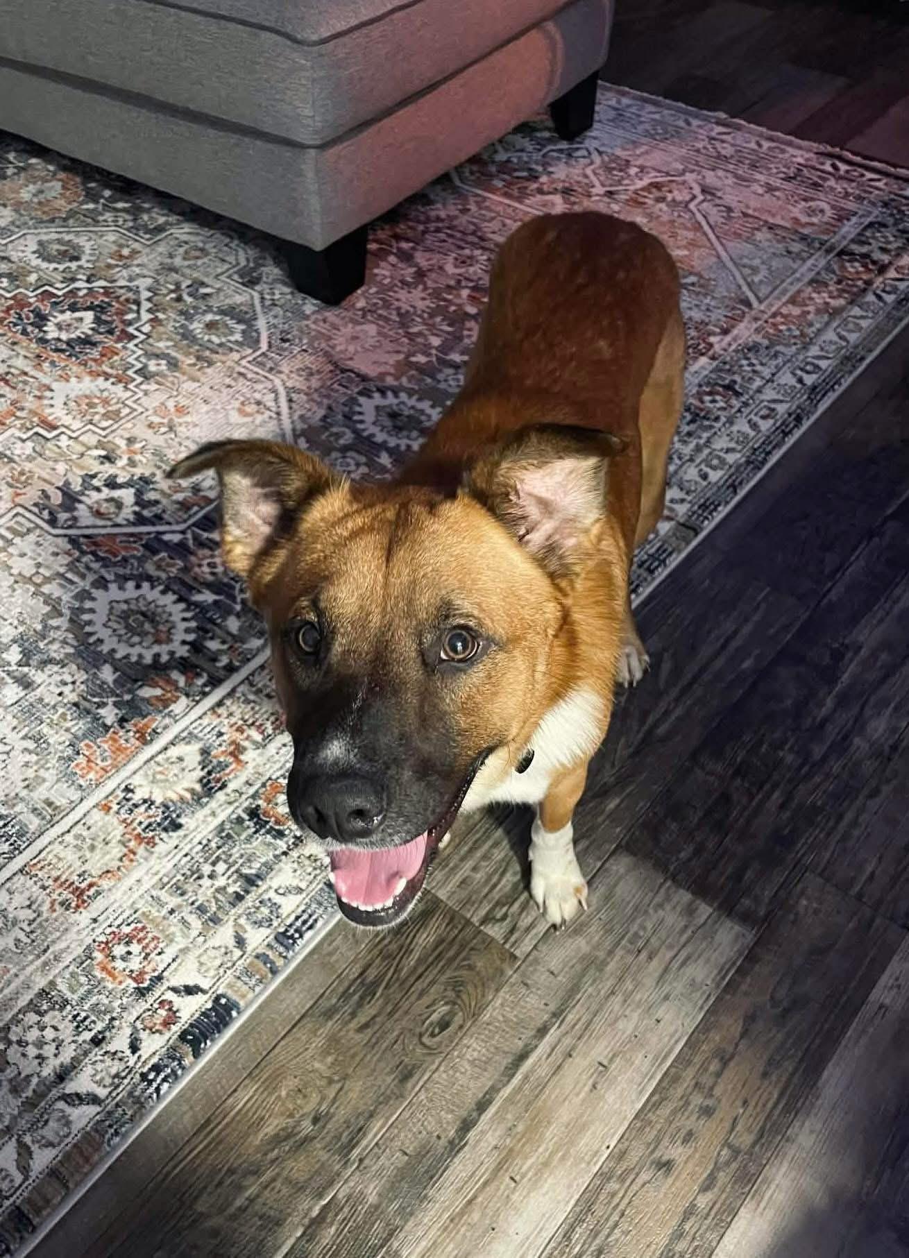 Enlarge Mapco, a ADOPTABLE mixed breed in Randleman, NC image 2/6