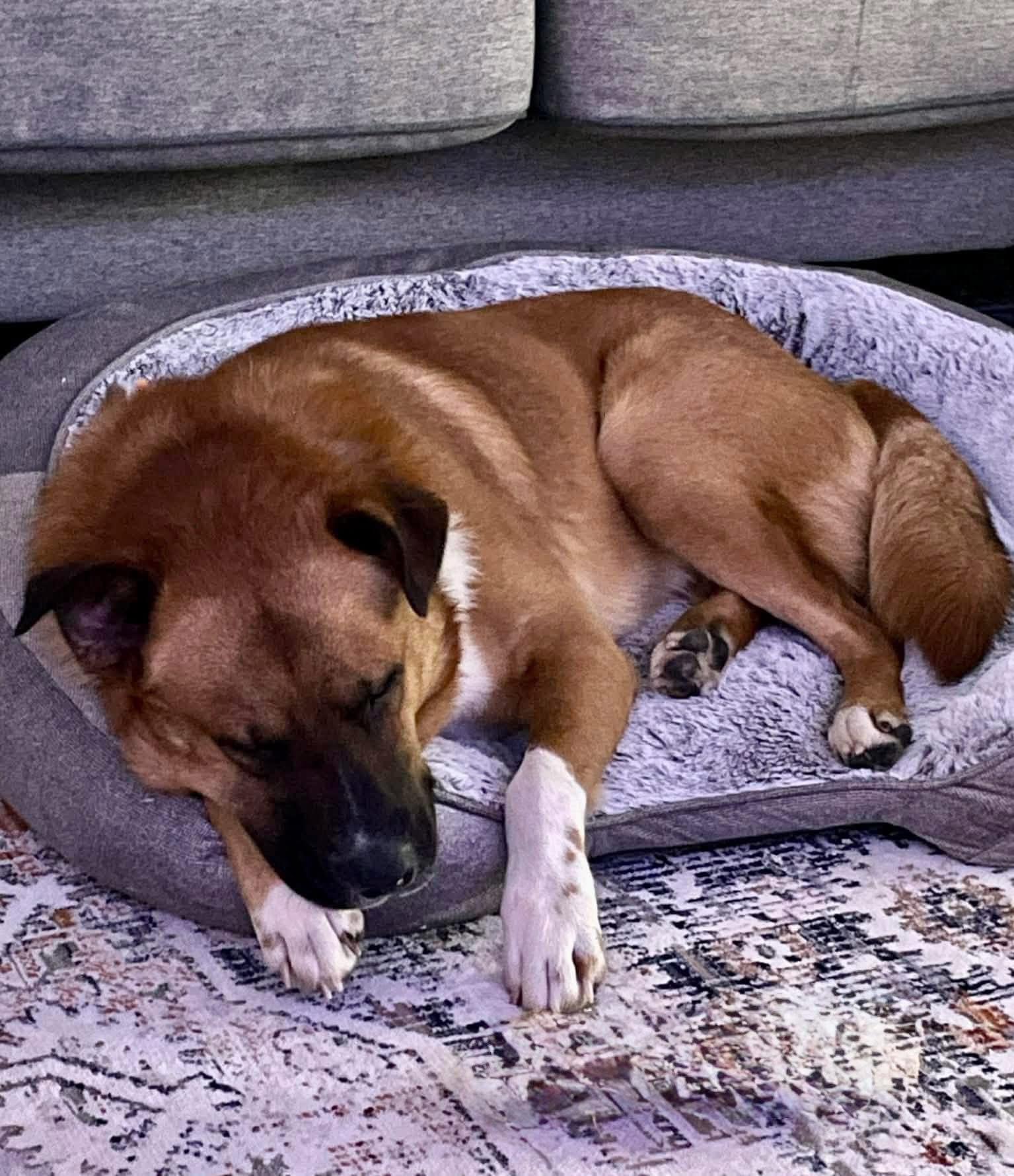 Enlarge Mapco, a ADOPTABLE mixed breed in Randleman, NC image 5/6