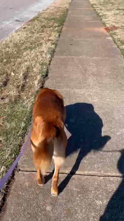 Enlarge Mapco, a ADOPTABLE mixed breed in Randleman, NC video 6/6