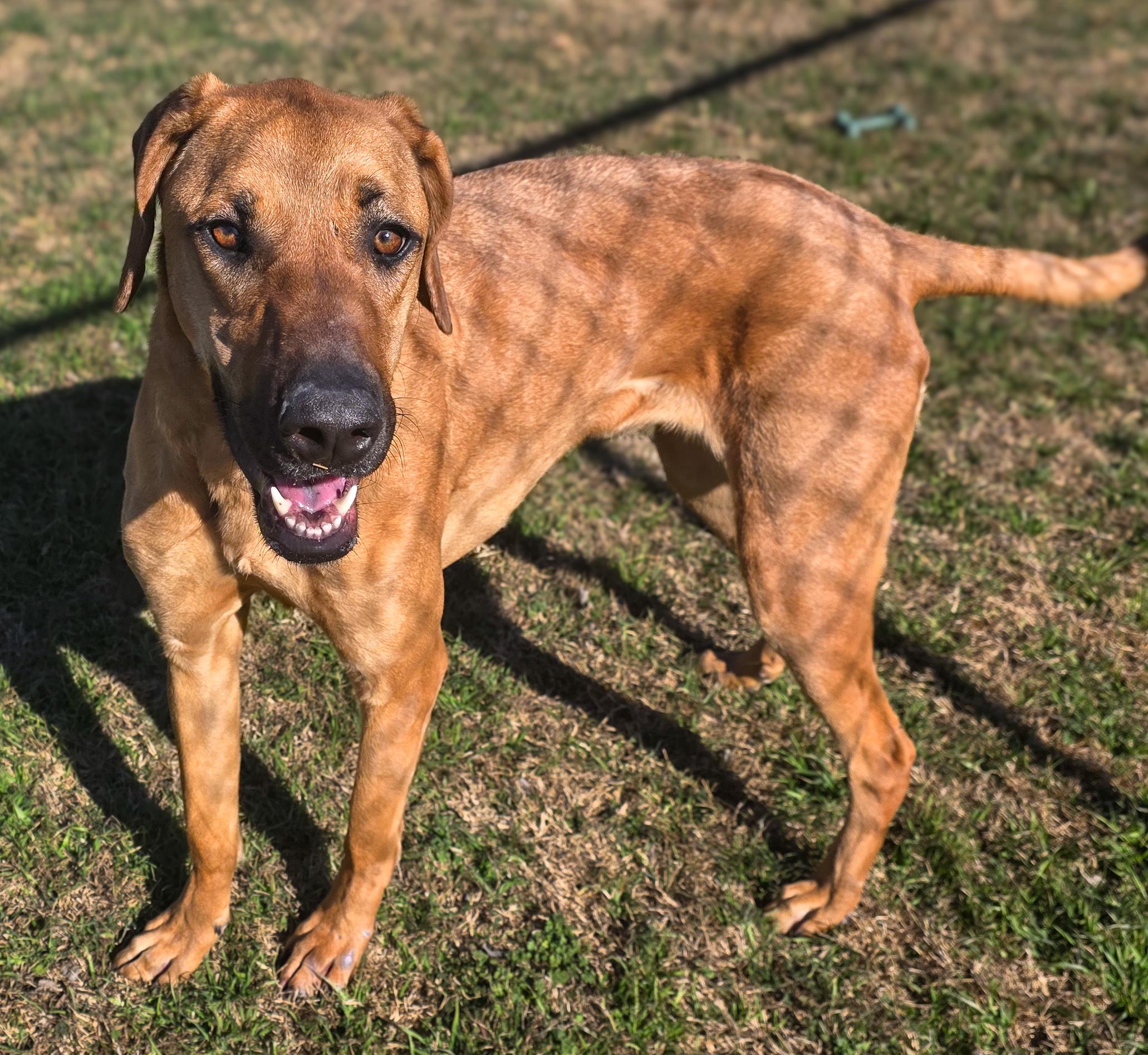Enlarge Brownie , a Adoptable mixed breed in Missoula, MT image 1/6