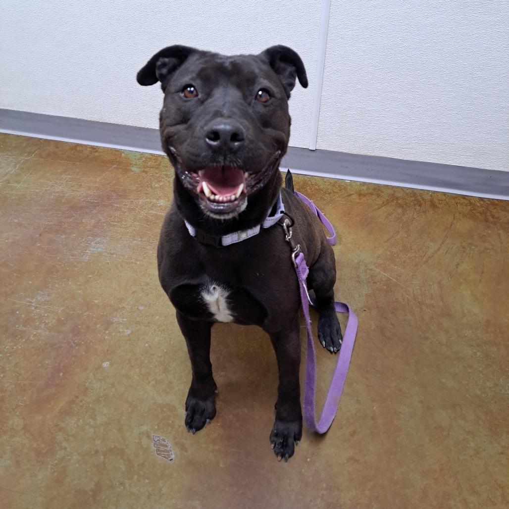 Enlarge Goliath, a Adoptable mixed breed in Albuquerque, NM image 1/6