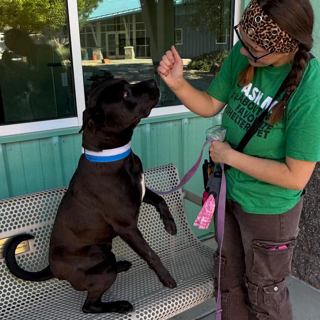 Enlarge Goliath, a Adoptable mixed breed in Albuquerque, NM image 2/6