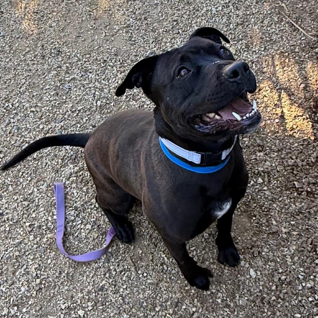 Enlarge Goliath, a Adoptable mixed breed in Albuquerque, NM image 3/6