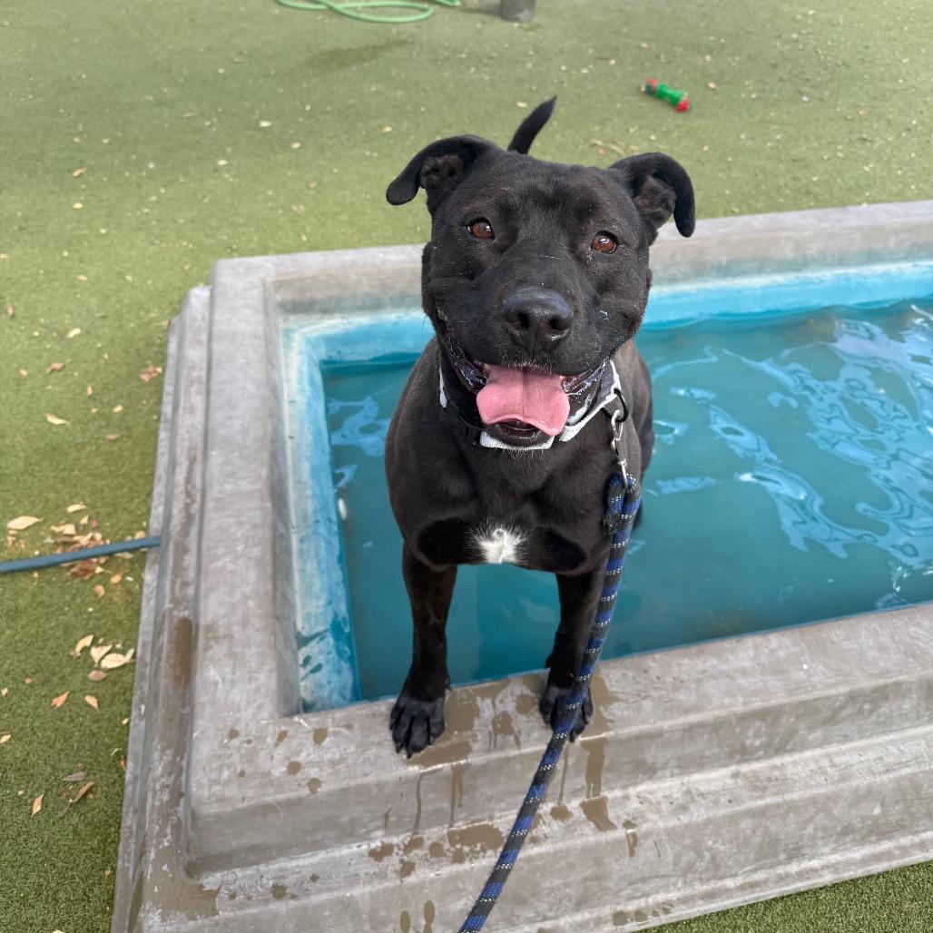Enlarge Goliath, a Adoptable mixed breed in Albuquerque, NM image 4/6