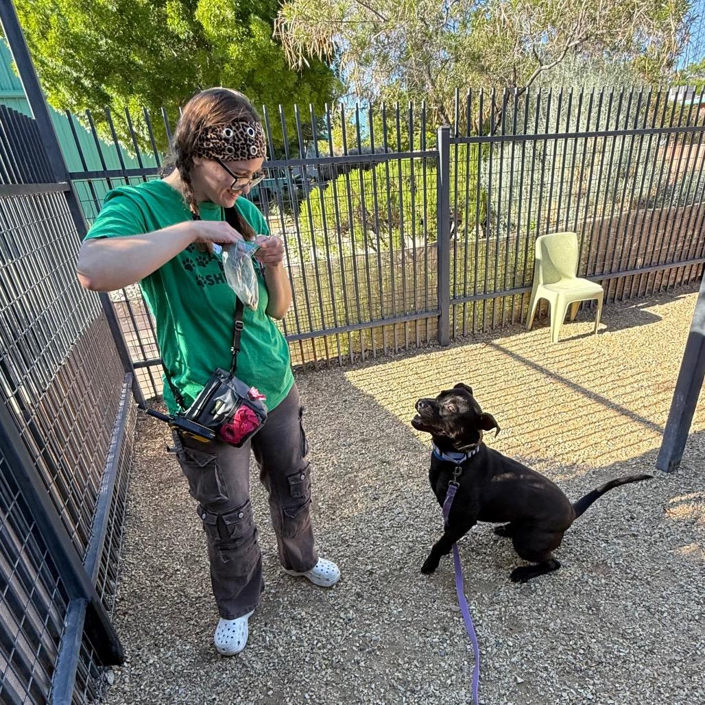 Enlarge Goliath, a Adoptable mixed breed in Albuquerque, NM image 5/6