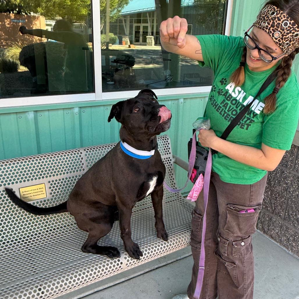 Enlarge Goliath, a Adoptable mixed breed in Albuquerque, NM image 6/6