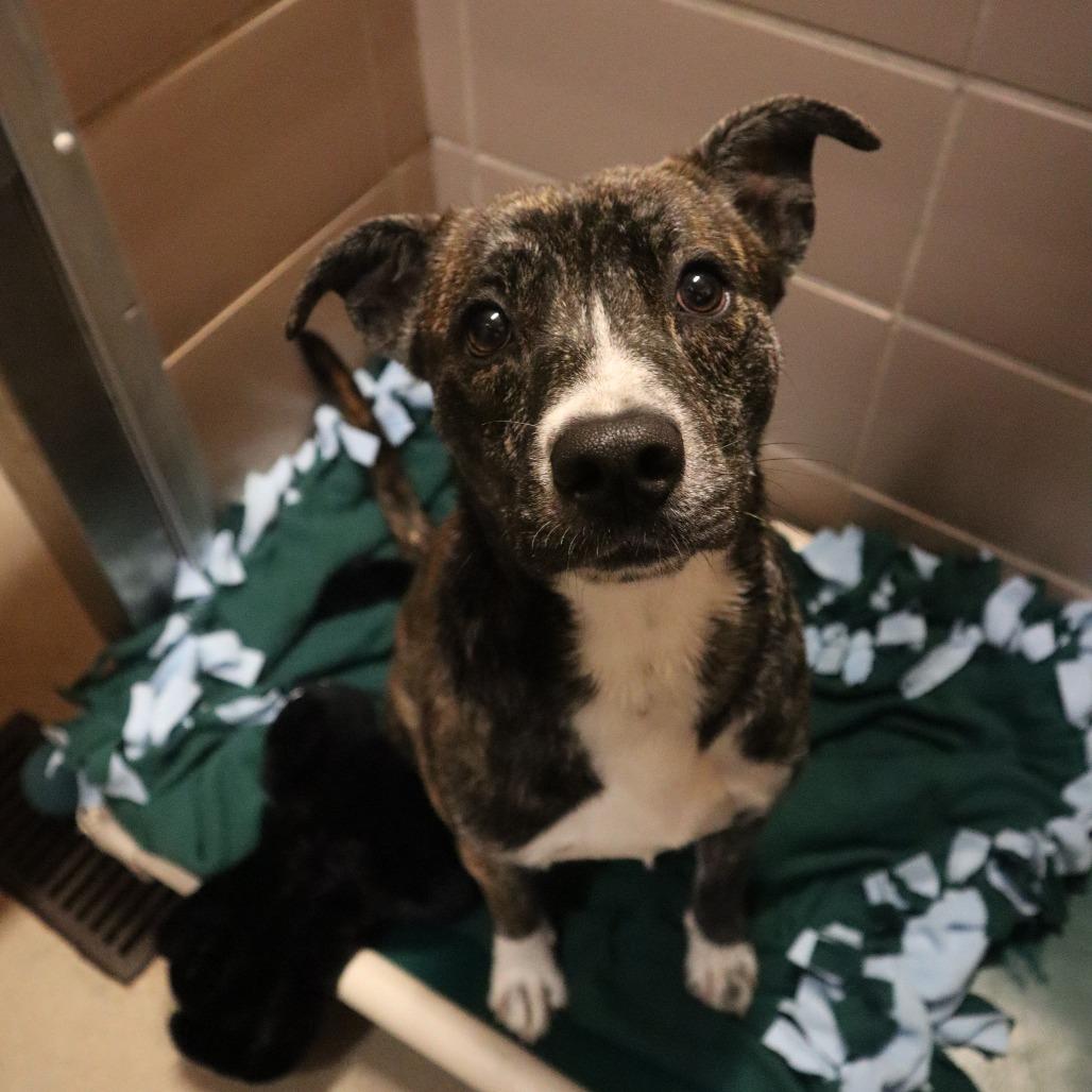 Pete, Adoptable, Young Male Mixed Breed.