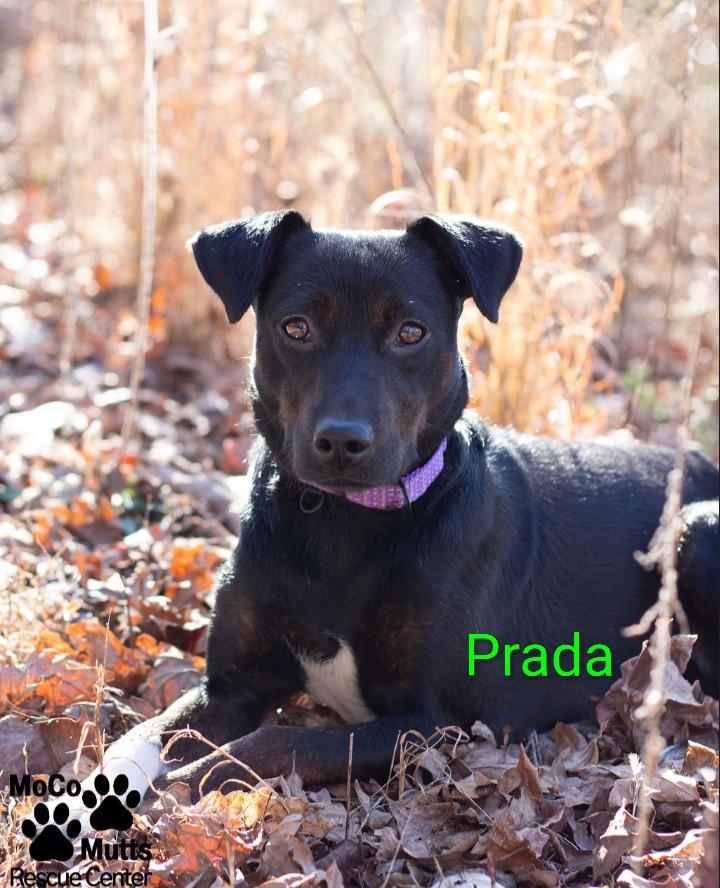 Prada, ADOPTABLE, Adult Female Terrier.