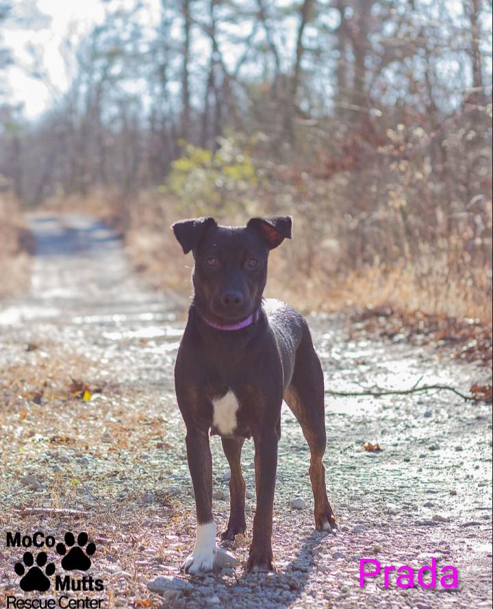 Enlarge Prada, an adopted mixed breed in Sunbright, TN image 2/2