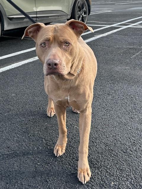 Bella the Beauty — thumbnail 2