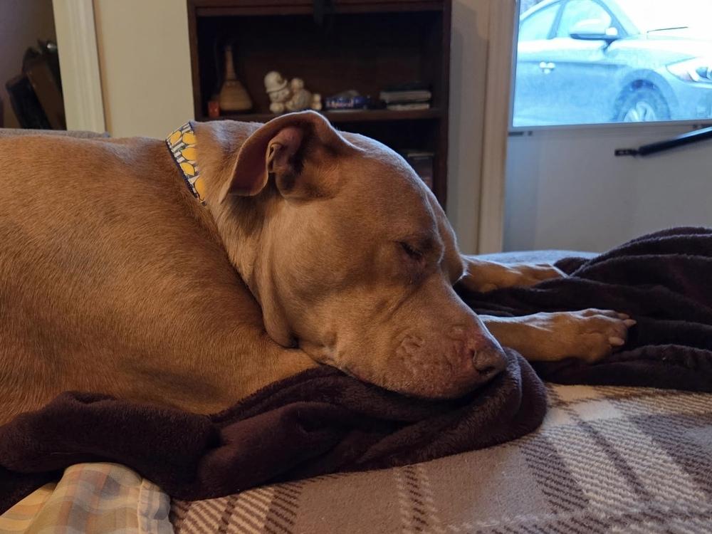 Bella the Beauty — thumbnail 4