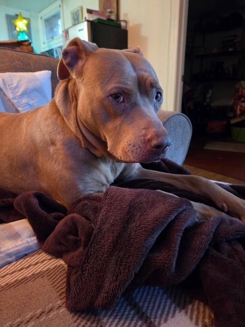 Bella the Beauty — thumbnail 5