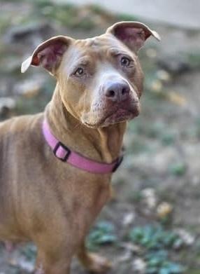 Bella the Beauty — thumbnail 6