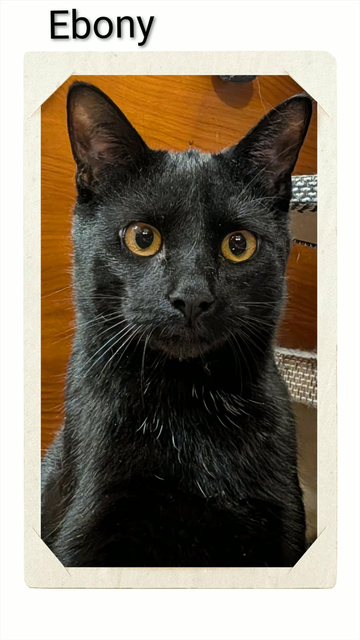 Enlarge Ebony, a Adoptable Domestic Short Hair in Caistor Centre, ON image 1/1