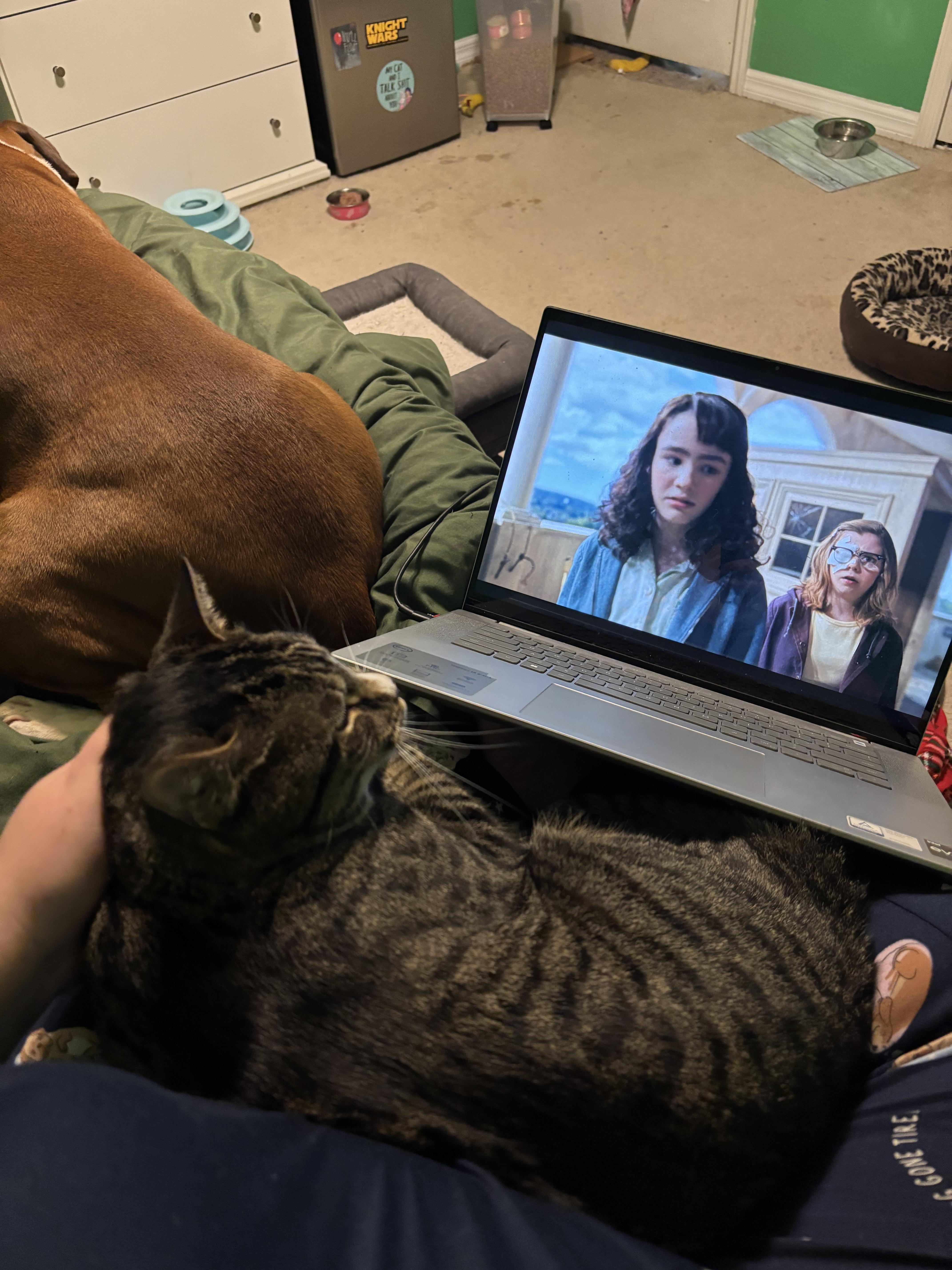 Enlarge Valentine , a Adoptable Domestic Short Hair in West Warwick, RI image 4/6