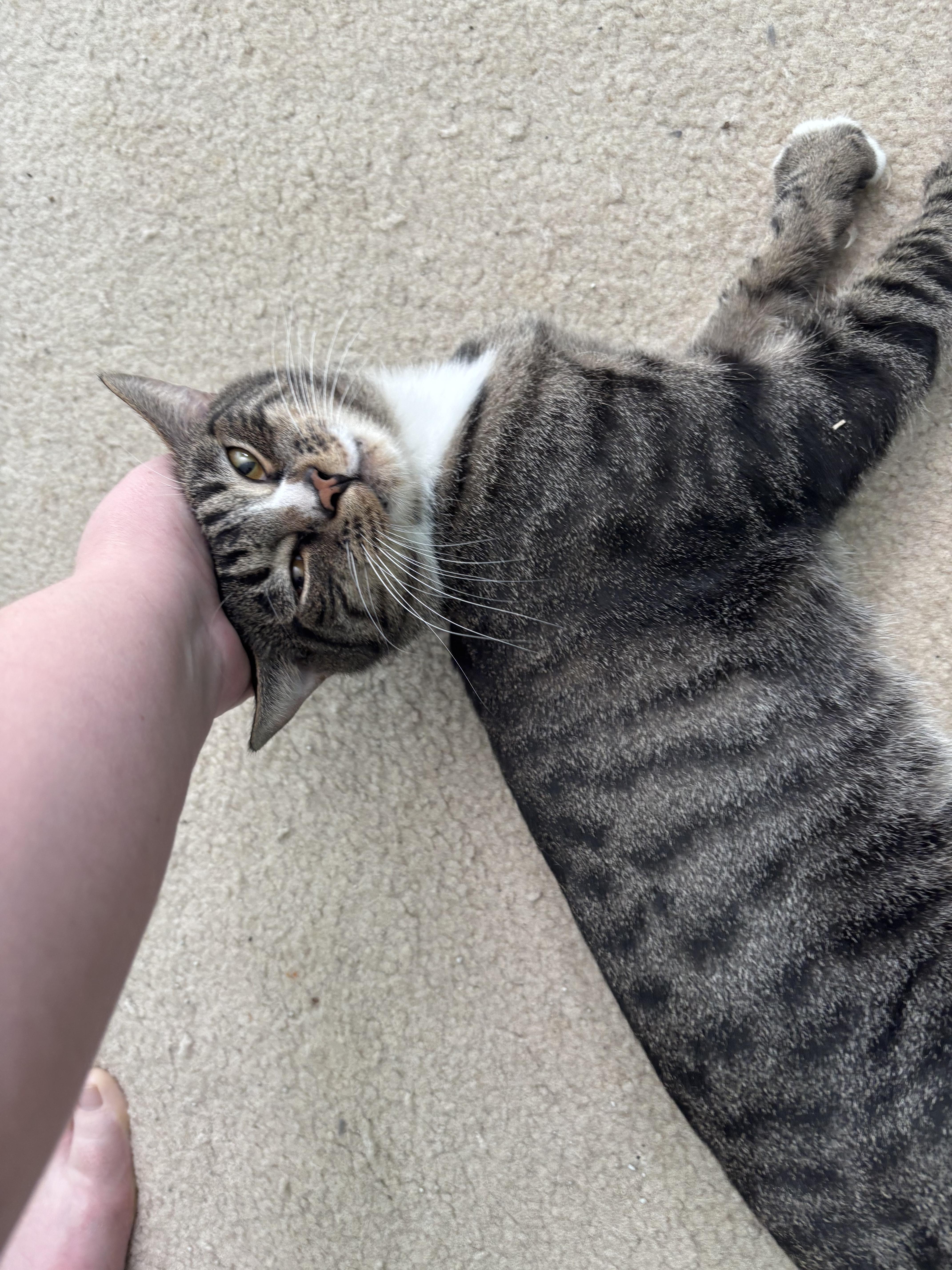 Enlarge Valentine , a Adoptable Domestic Short Hair in West Warwick, RI image 1/6