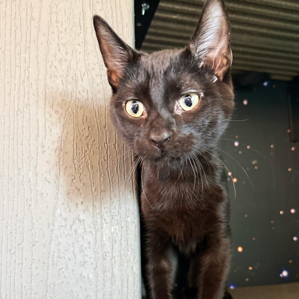 Enlarge Skullcap, an adopted Domestic Short Hair in Asheville, NC image 1/1