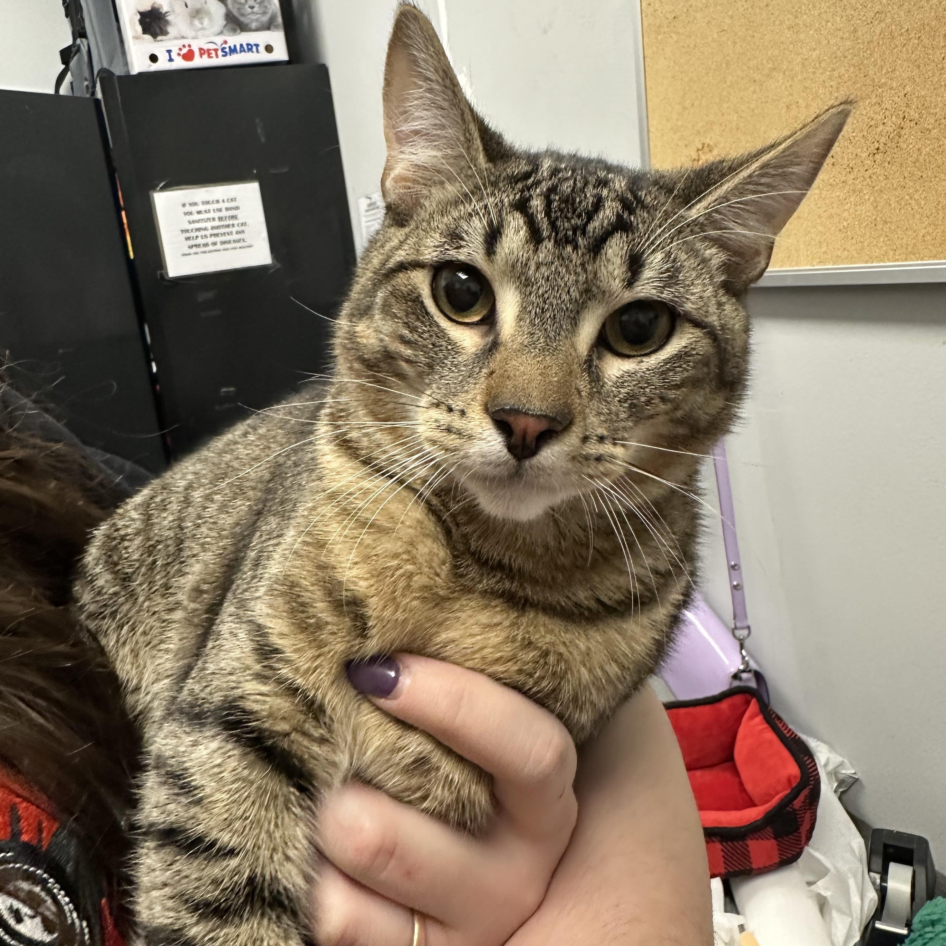 Enlarge Augustus (Gus), a ADOPTABLE Domestic Short Hair in Auburn, WA image 1/1