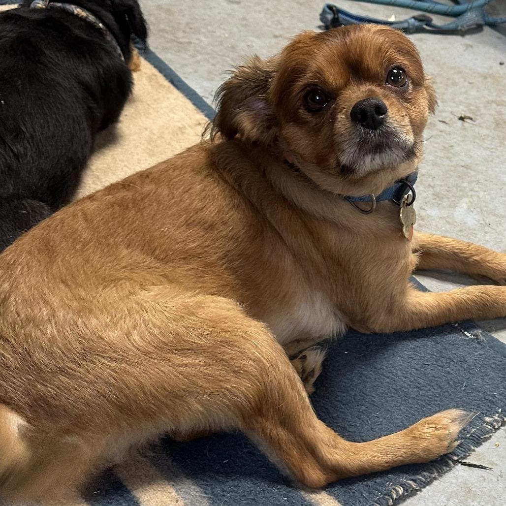 Elvis, Adoptable, Adult Male Pomeranian & Cavalier King Charles Spaniel.