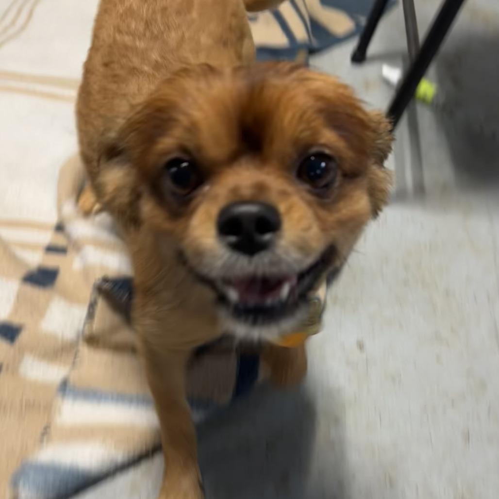 Enlarge Elvis, a Adoptable mixed breed in Grinnell, IA image 2/2
