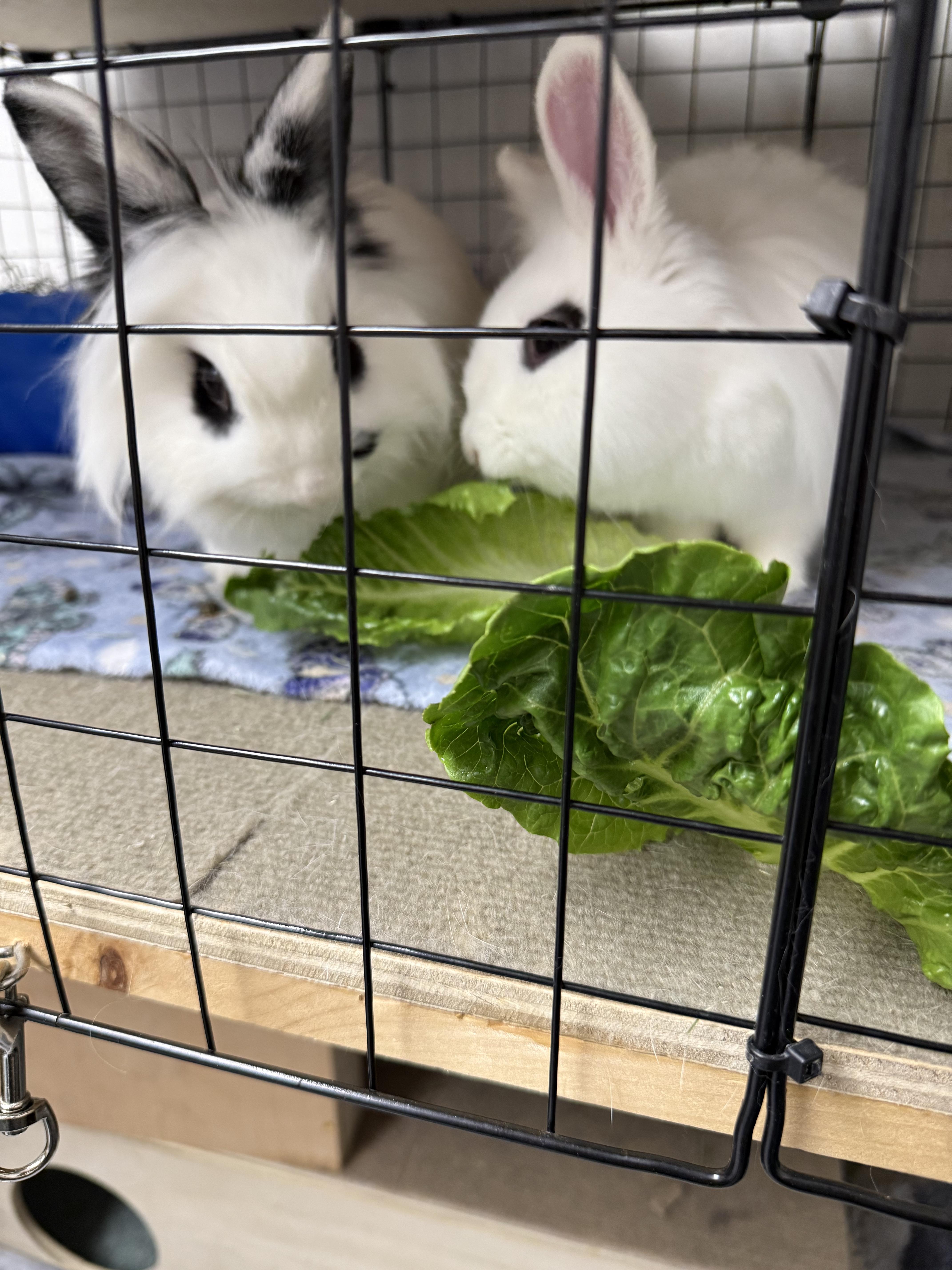 Panic & Disco (Bonded Pair), Adoptable, Young Female Lionhead.