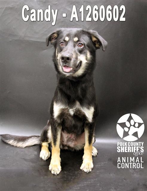 CANDY, Adoptable, Adult Female German Shepherd Dog & Mixed Breed.
