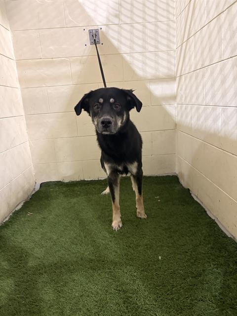 Enlarge CANDY, a Adoptable mixed breed in Winter Haven, FL image 1/1