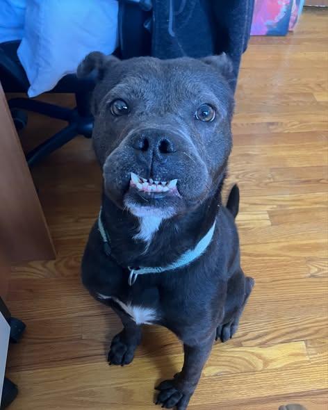 Jid aka jeddy bear, a Adoptable mixed breed in O Fallon, IL image 1/2