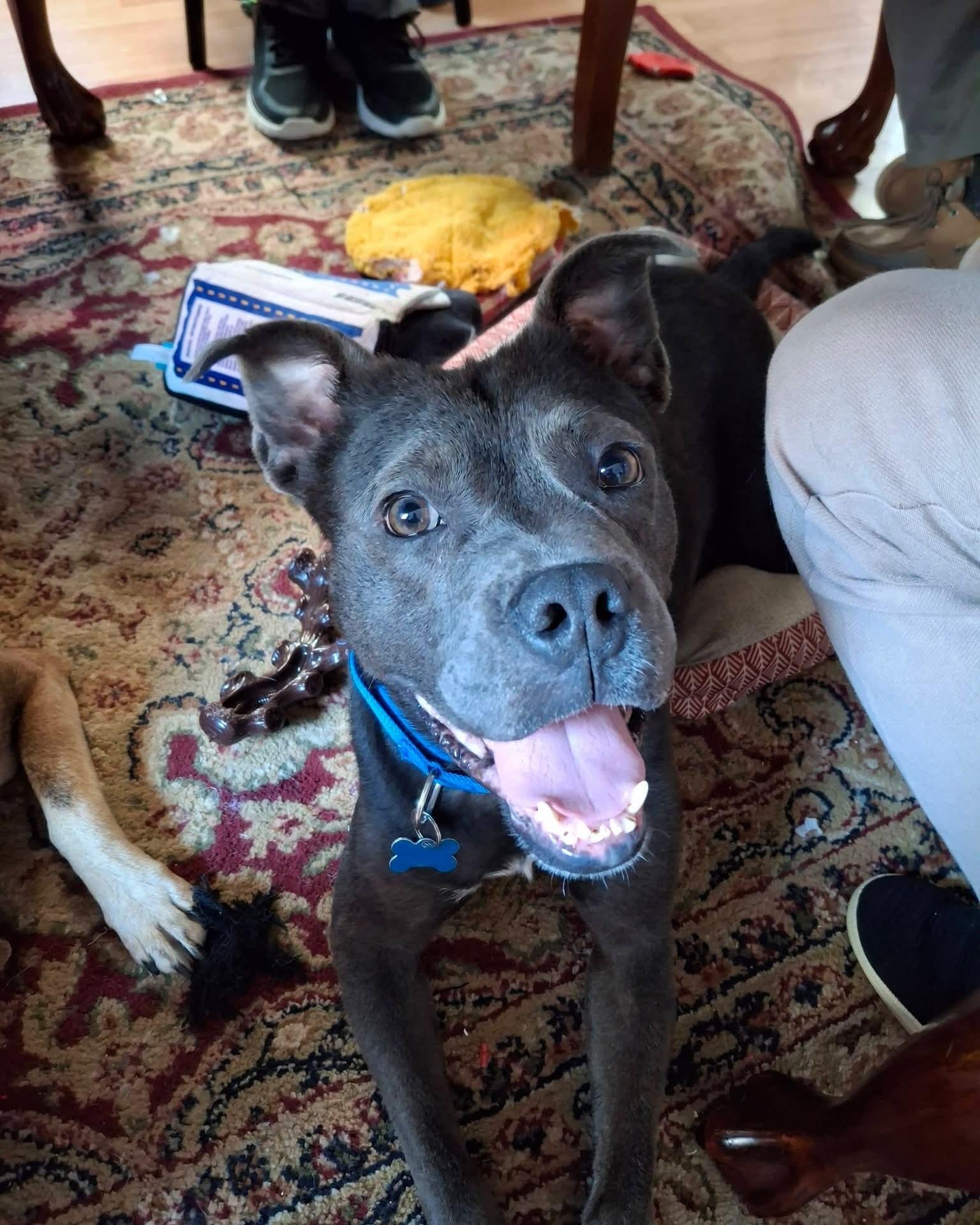 Jid aka jeddy bear, a Adoptable mixed breed in O Fallon, IL image 2/2
