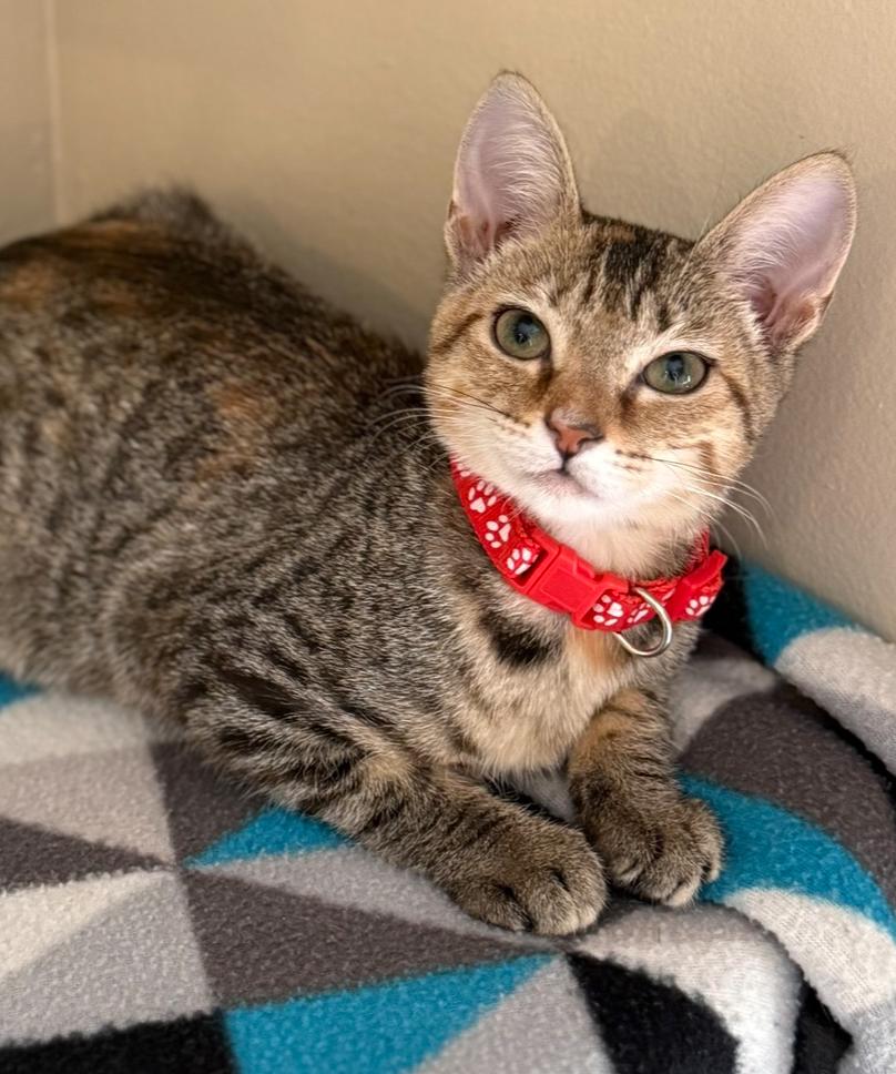 Charlotte, Adoptable, Kitten Female Domestic Short Hair.