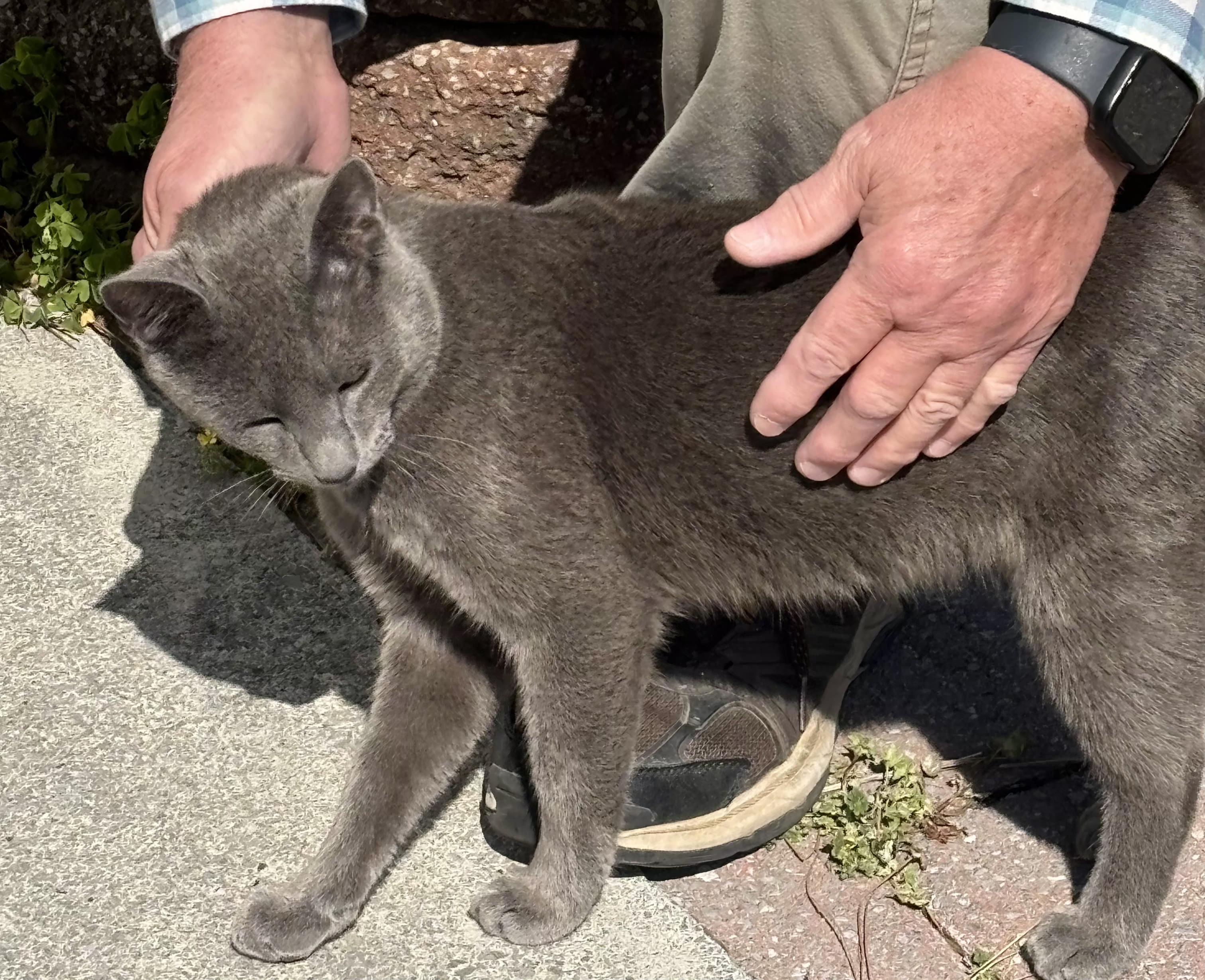 Enlarge Grayson (Hypoallergenic), a ADOPTABLE Russian Blue in Chattanooga, TN image 3/4