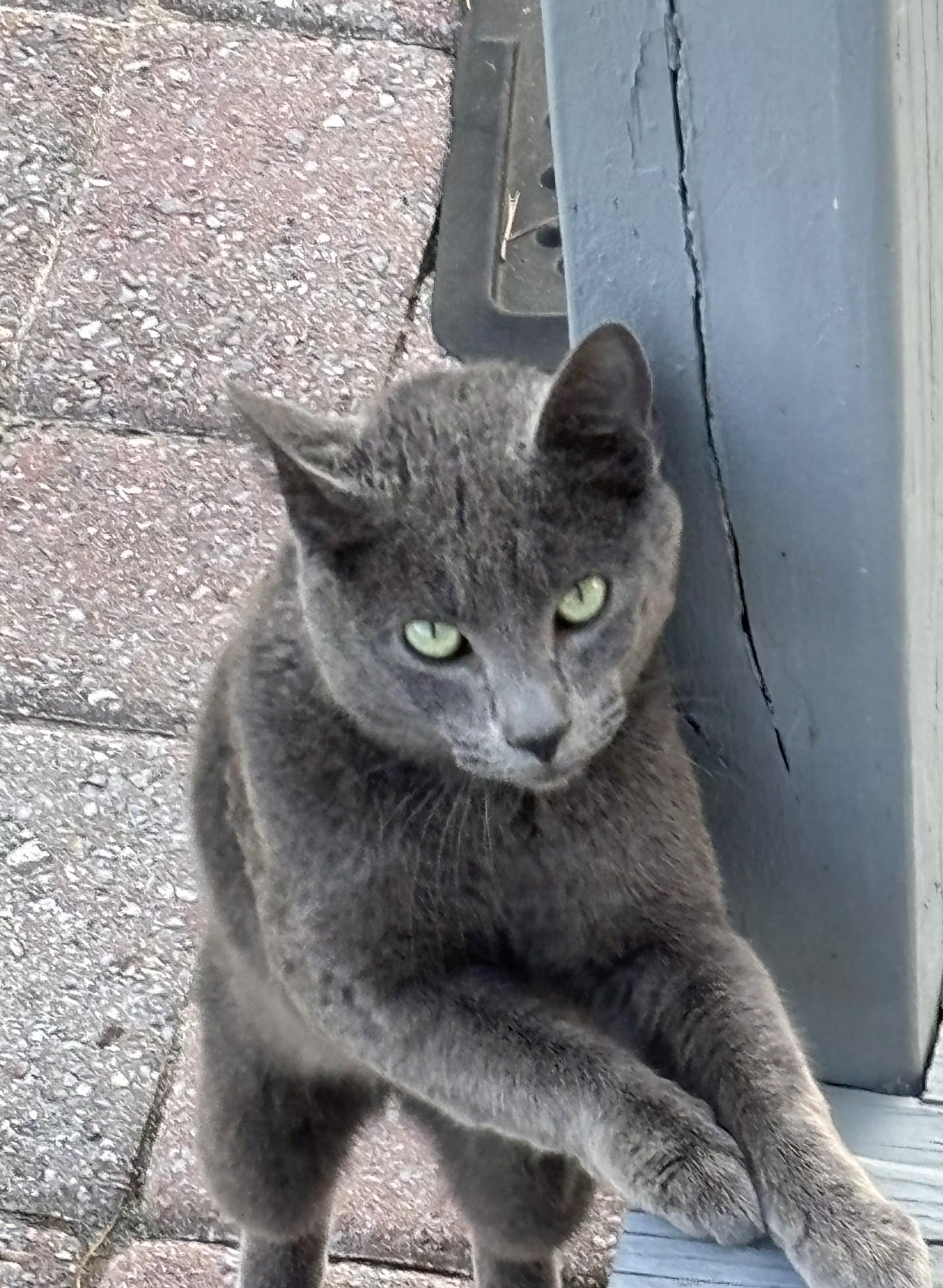 Enlarge Grayson (Hypoallergenic), a ADOPTABLE Russian Blue in Chattanooga, TN image 4/4