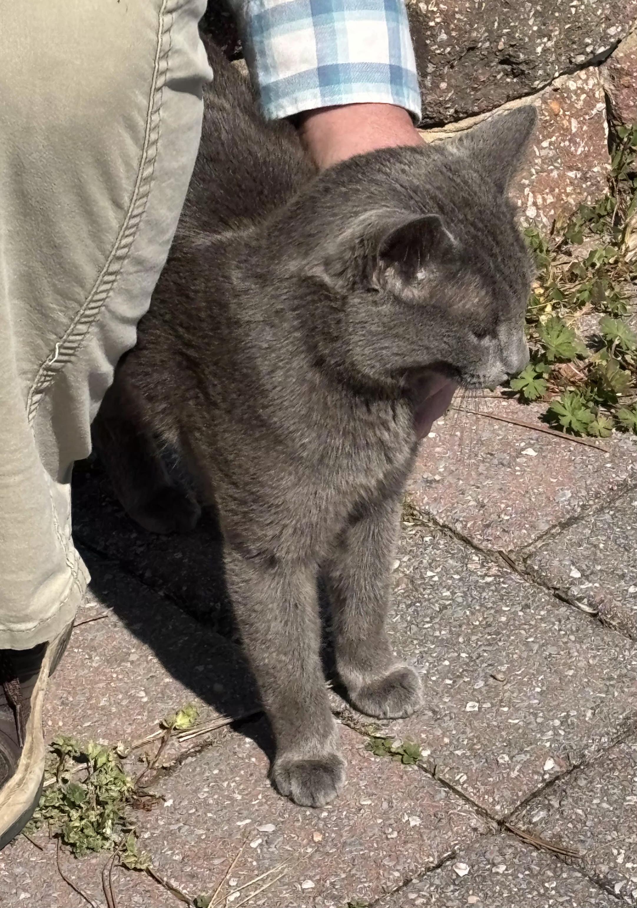 Enlarge Grayson (Hypoallergenic), a ADOPTABLE Russian Blue in Chattanooga, TN image 2/4