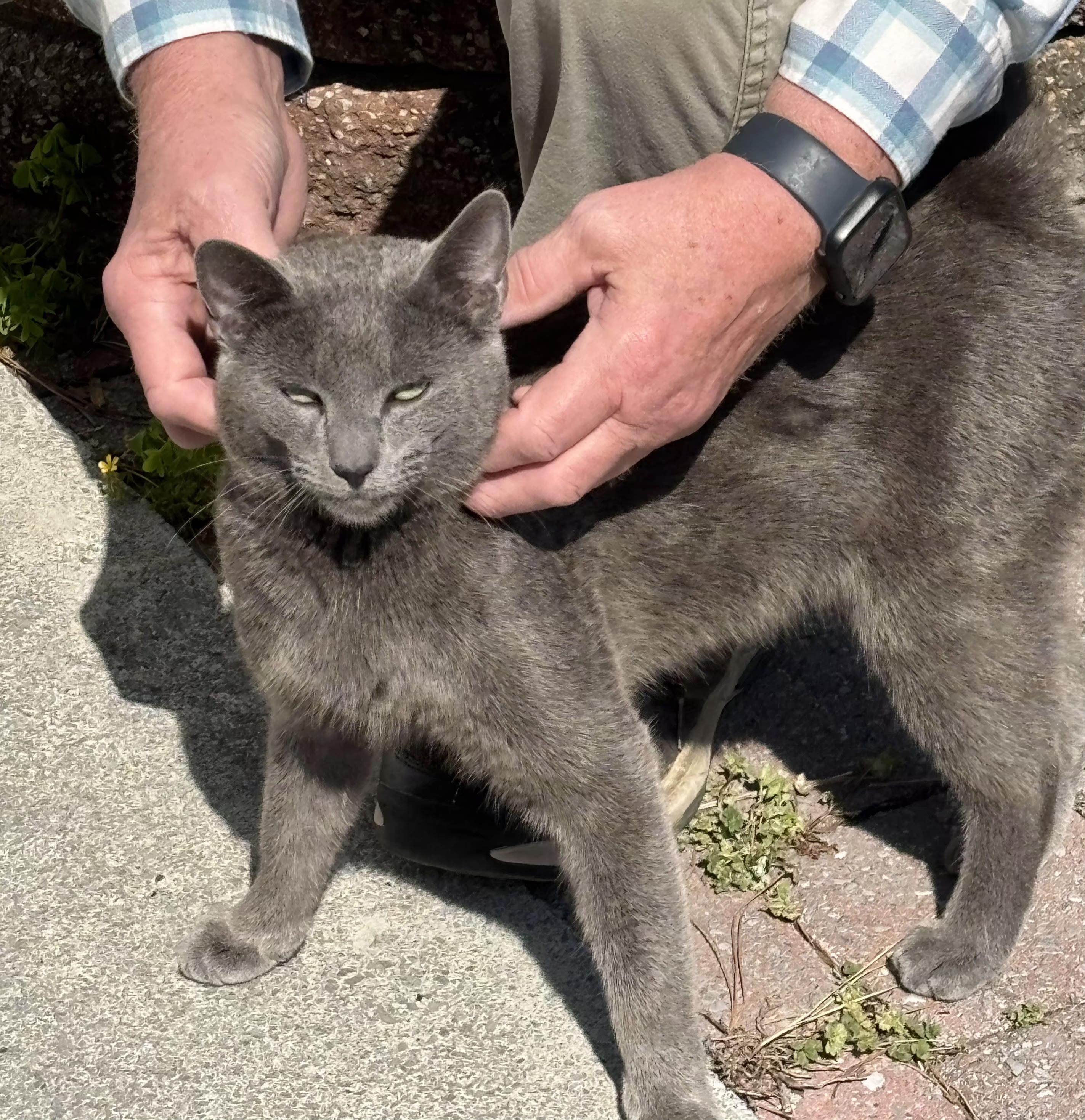Grayson (Hypoallergenic), ADOPTABLE, Young Male Russian Blue.