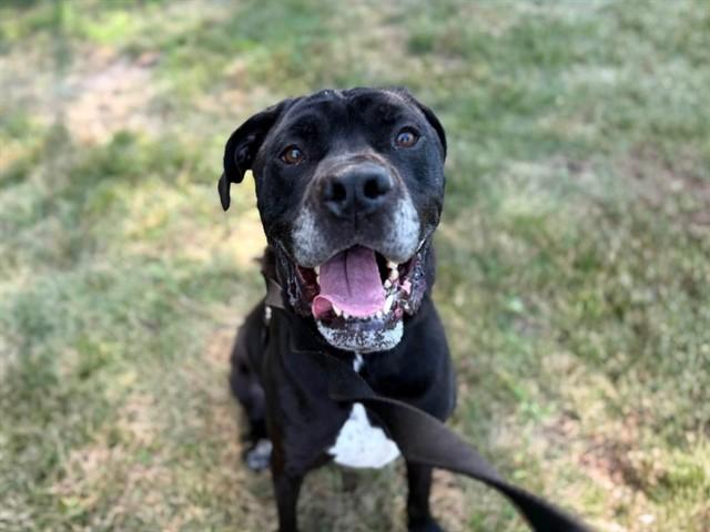 Enlarge BUCKY, a Adoptable mixed breed in Omaha, NE image 1/1