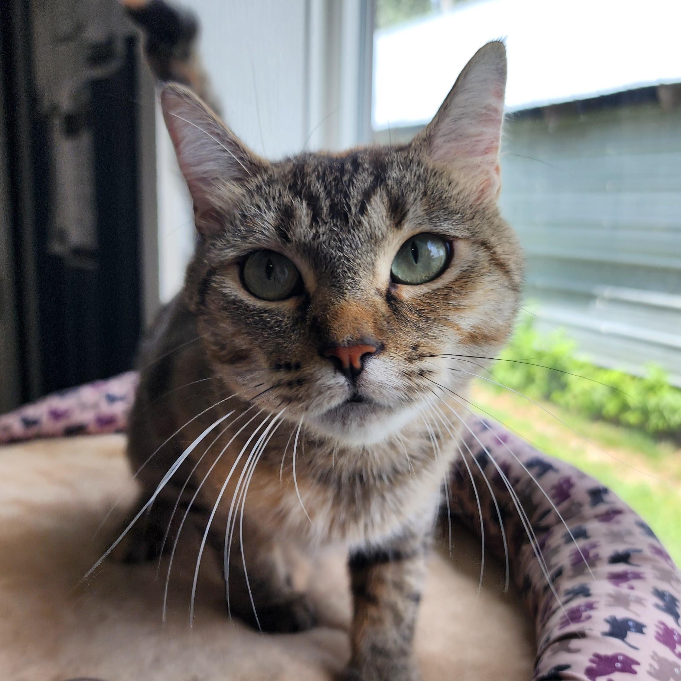 Maeve, a ADOPTABLE Domestic Short Hair in Ely, MN image 1/3