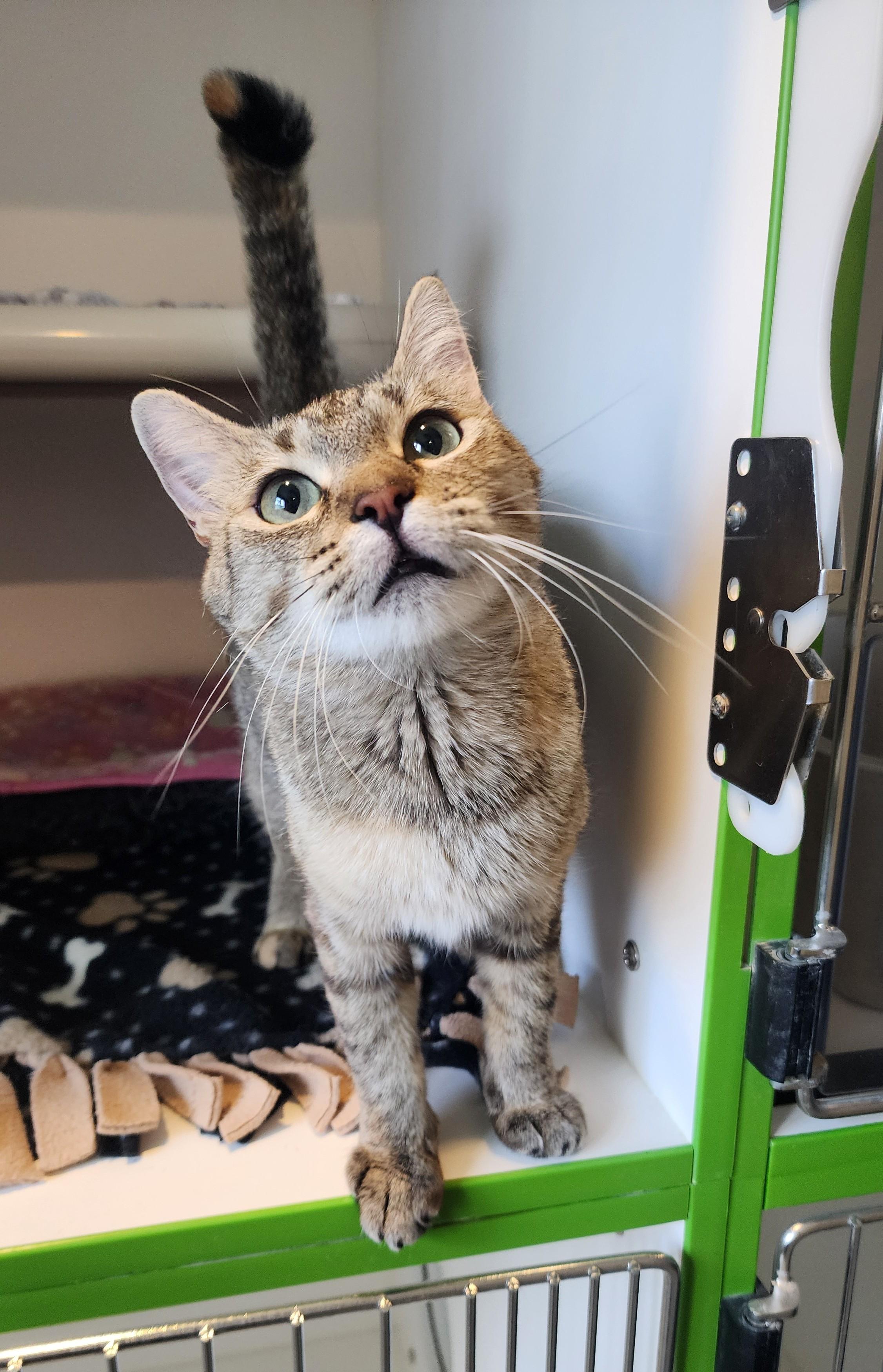 Maeve, a ADOPTABLE Domestic Short Hair in Ely, MN image 3/3
