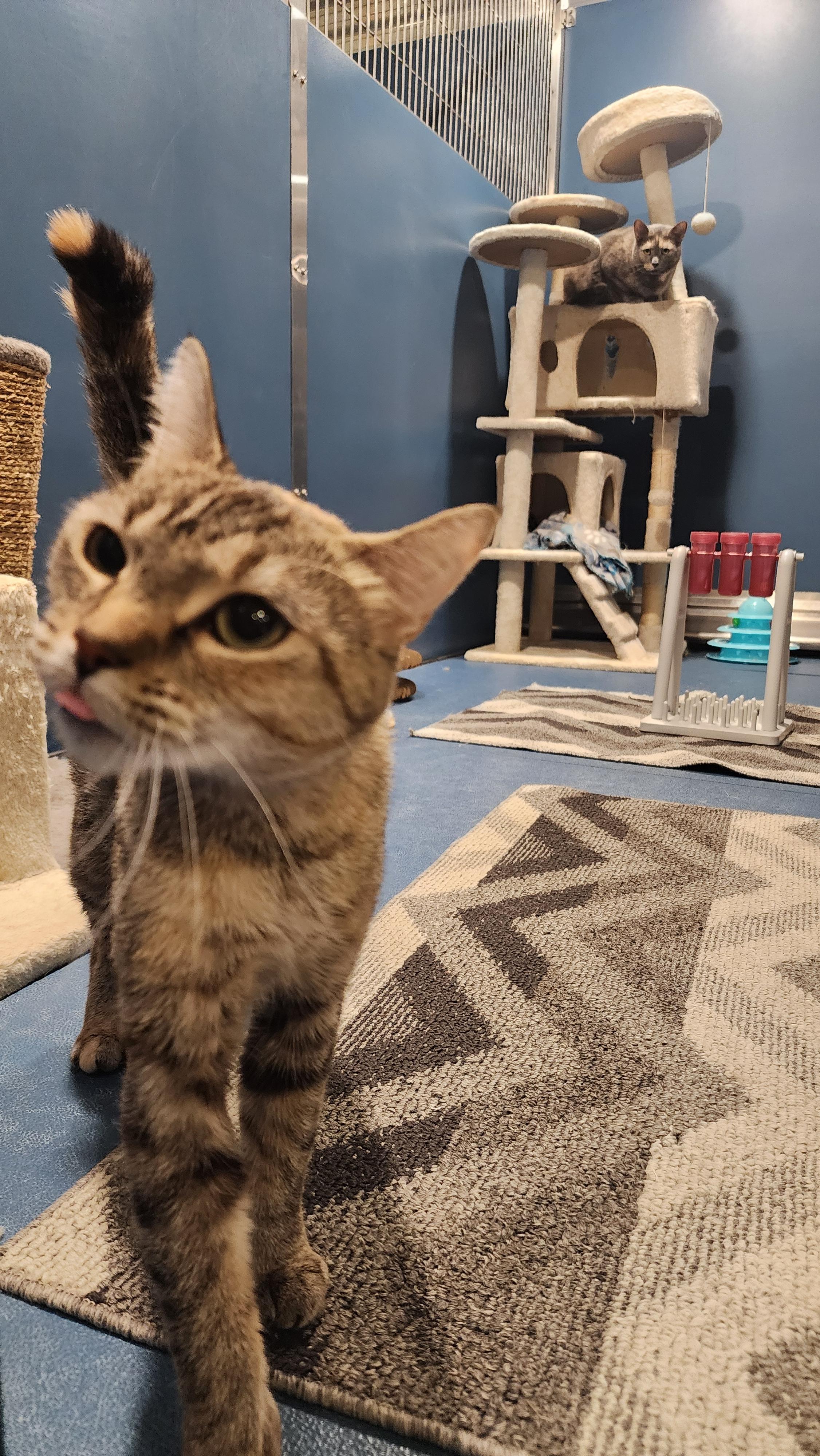 Maeve, a ADOPTABLE Domestic Short Hair in Ely, MN image 2/3