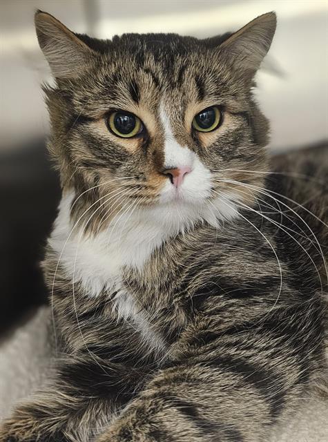 NOPALITO*, Adoptable, Young Male Domestic Medium Hair.