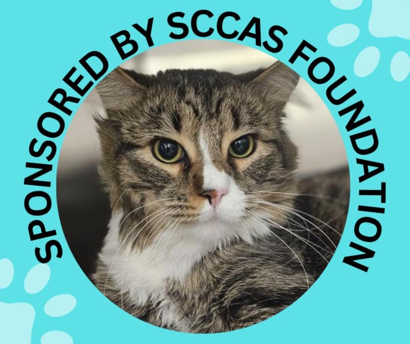 NOPALITO*, Adoptable, Young Male Domestic Medium Hair.