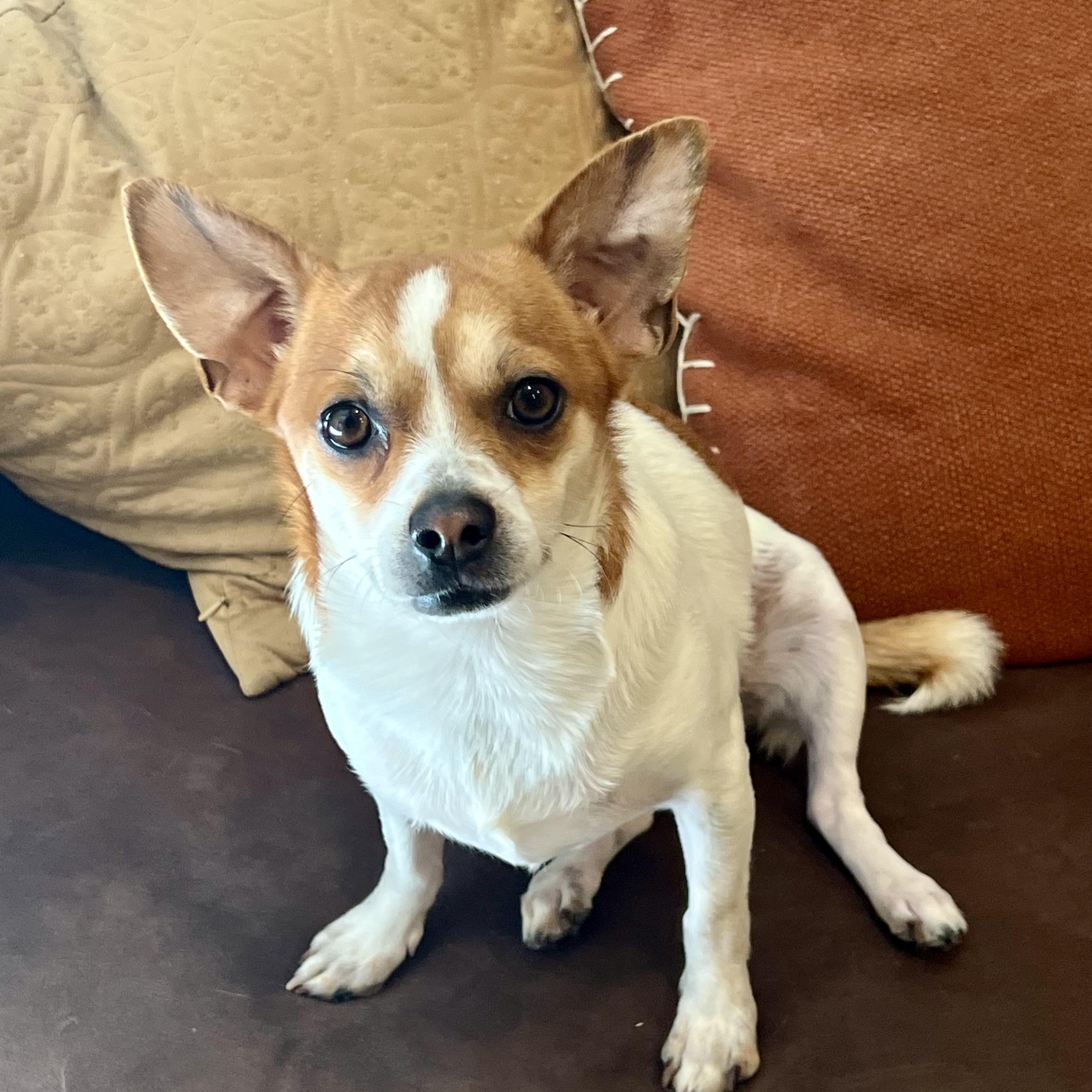 Enlarge Jack, a Adoptable mixed breed in Phoenix, AZ image 5/6