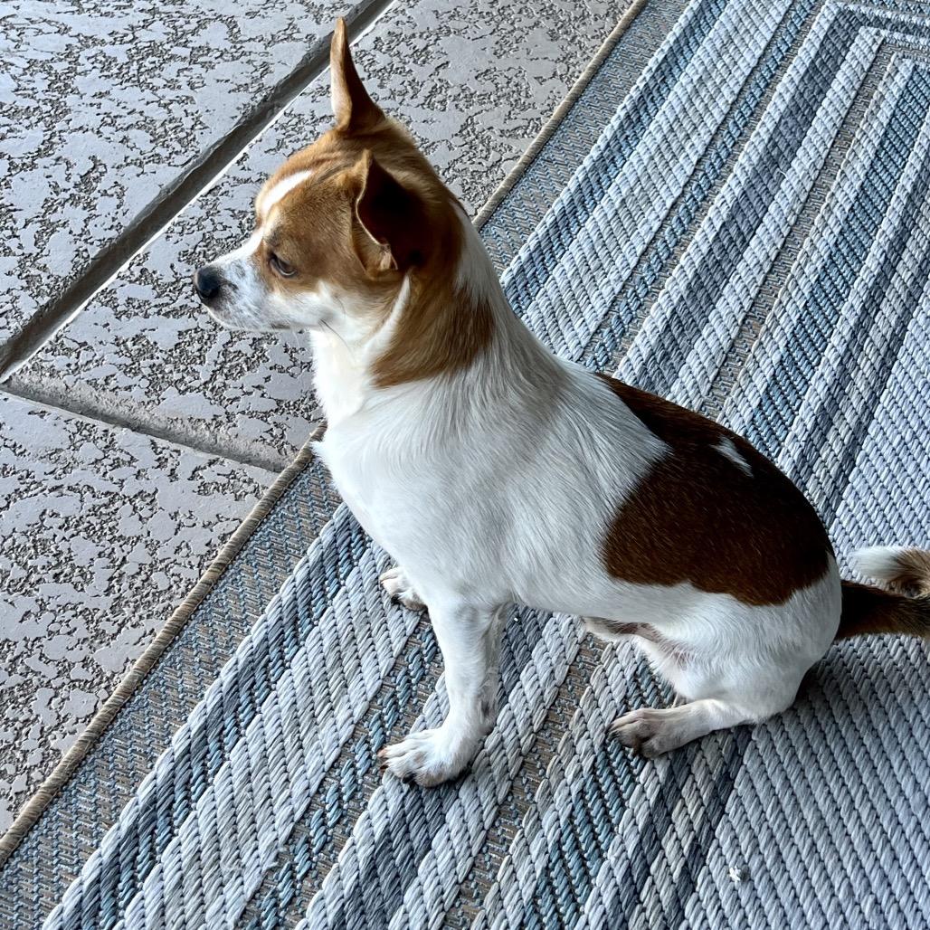 Jack, Adoptable, Young Male Chihuahua.