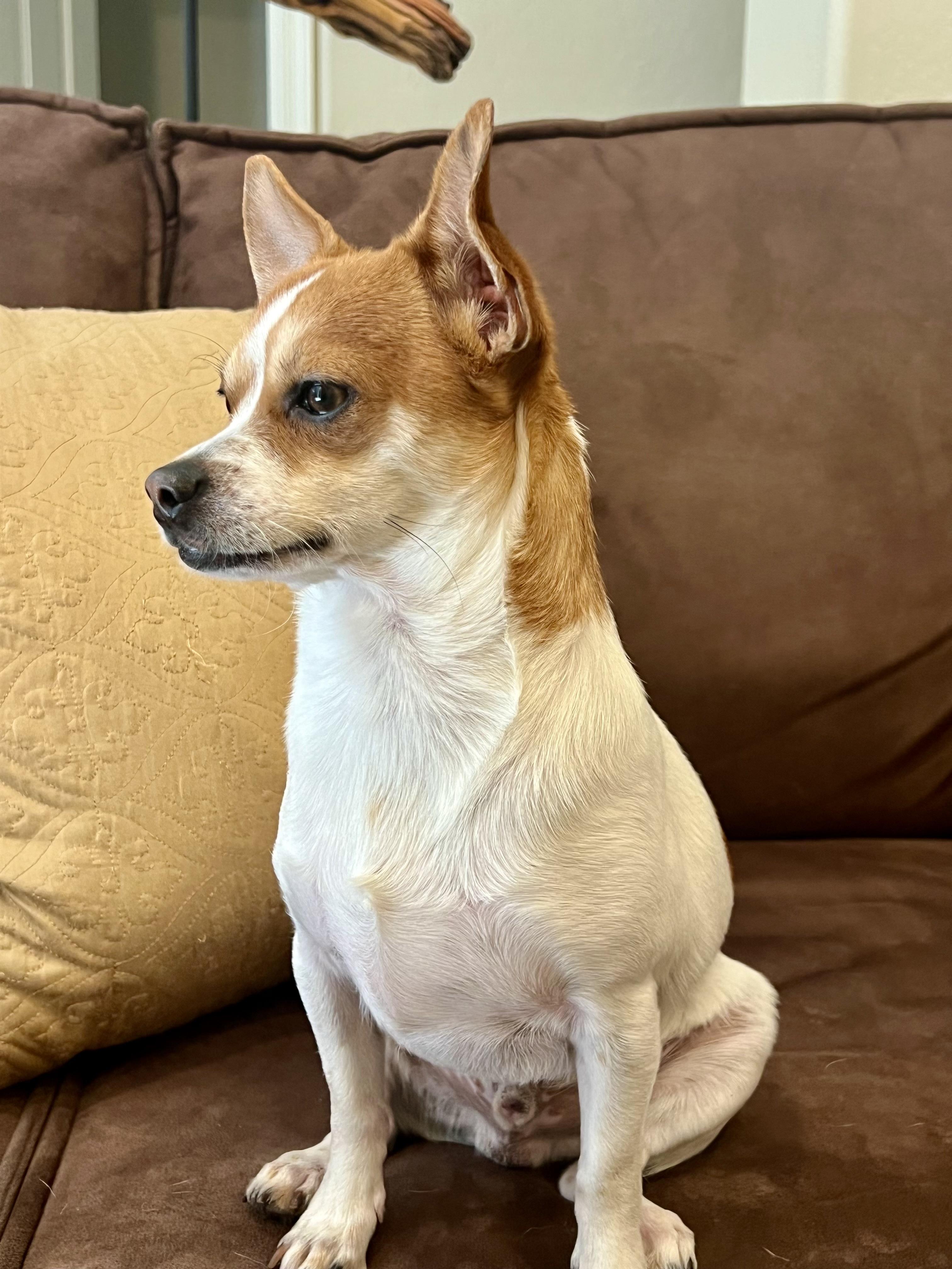 Enlarge Jack, a Adoptable mixed breed in Phoenix, AZ image 6/6