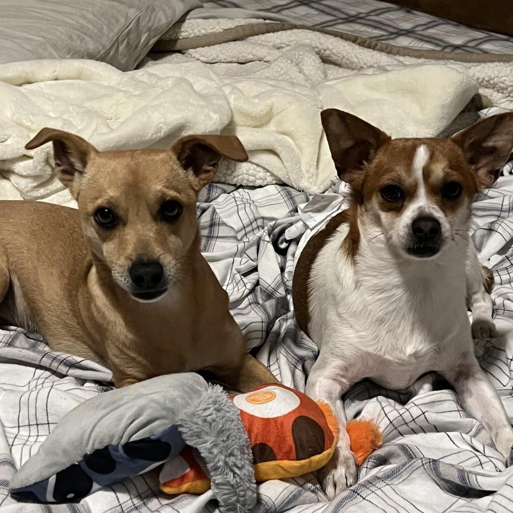 Enlarge Jack, a Adoptable mixed breed in Phoenix, AZ image 3/6