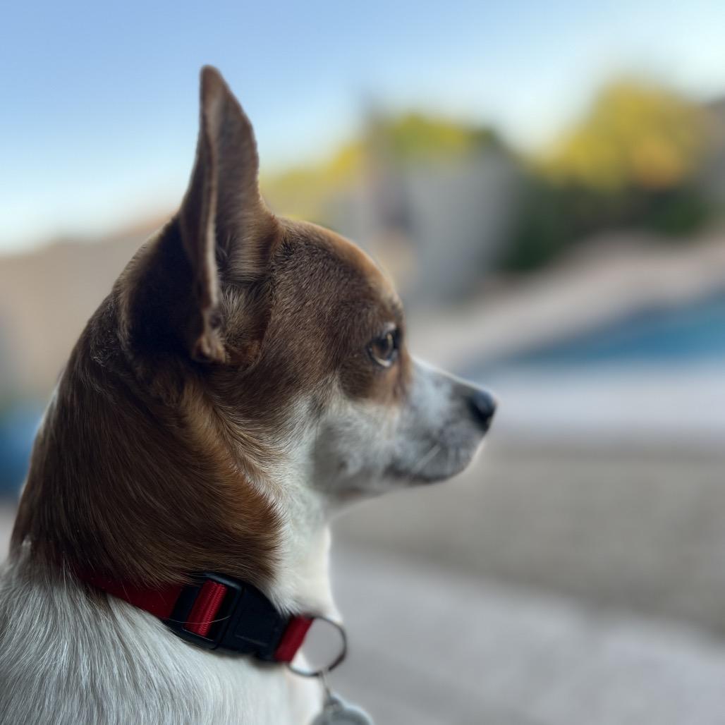 Enlarge Jack, a Adoptable Chihuahua in Phoenix, AZ image 2/5