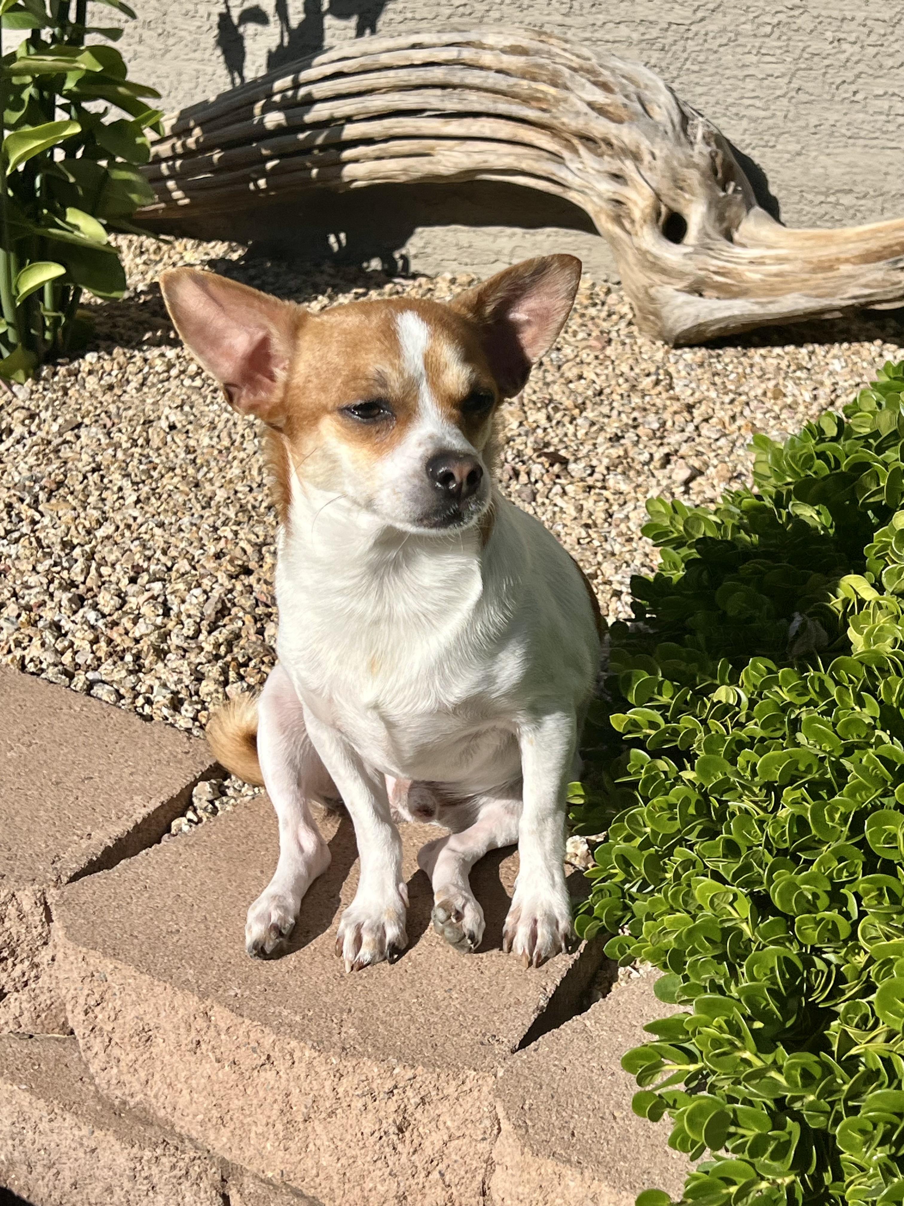 Jack, Adoptable, Young Male Chihuahua.