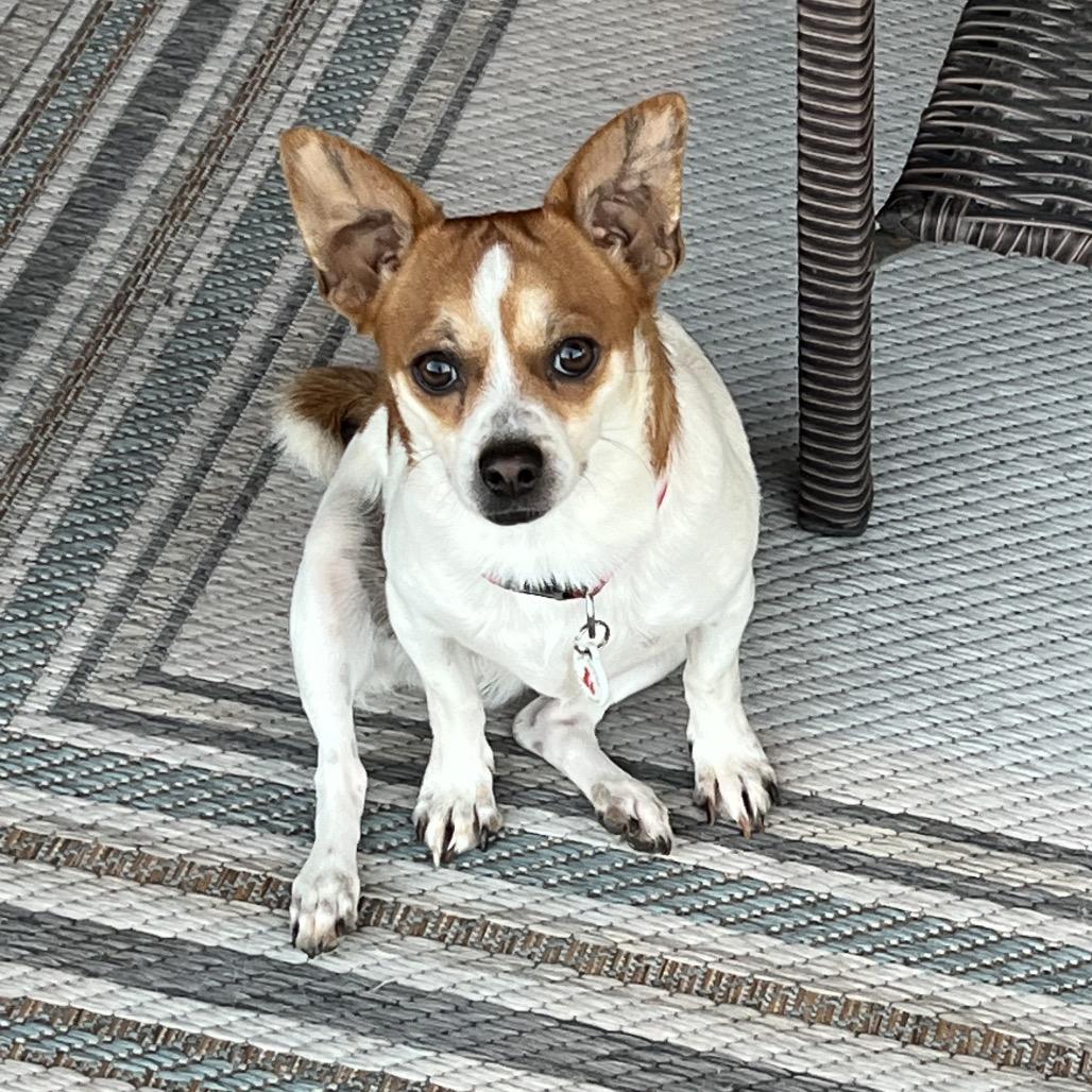 Jack, Adoptable, Young Male Chihuahua.