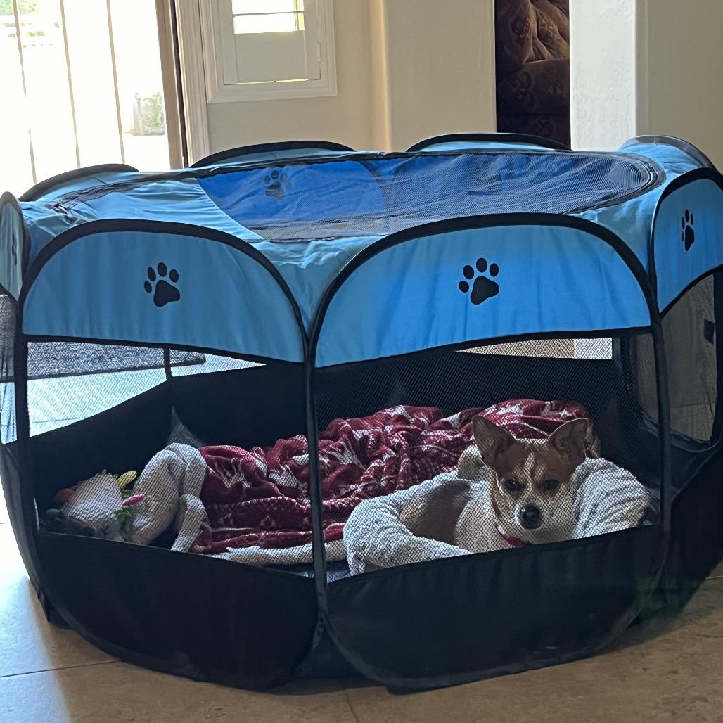 Enlarge Jack, a Adoptable Chihuahua in Phoenix, AZ image 4/5